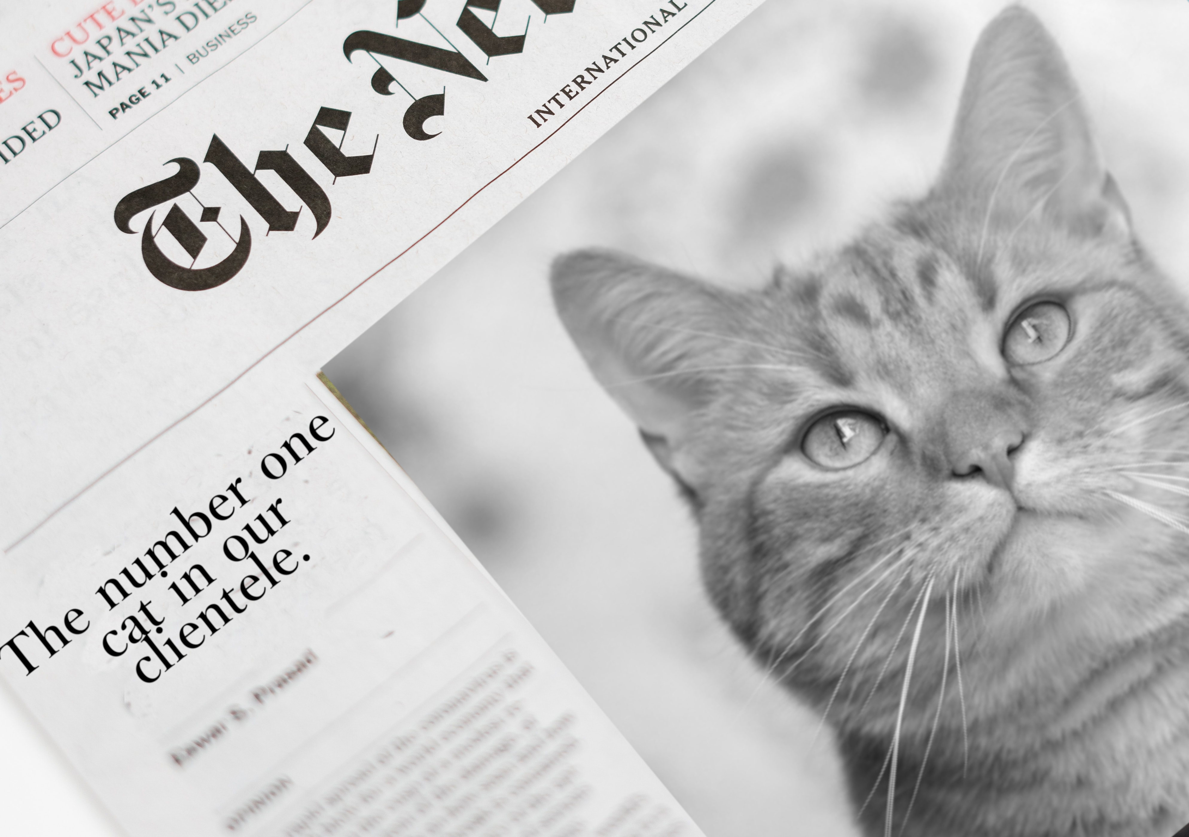 猫が載っている新聞の画像